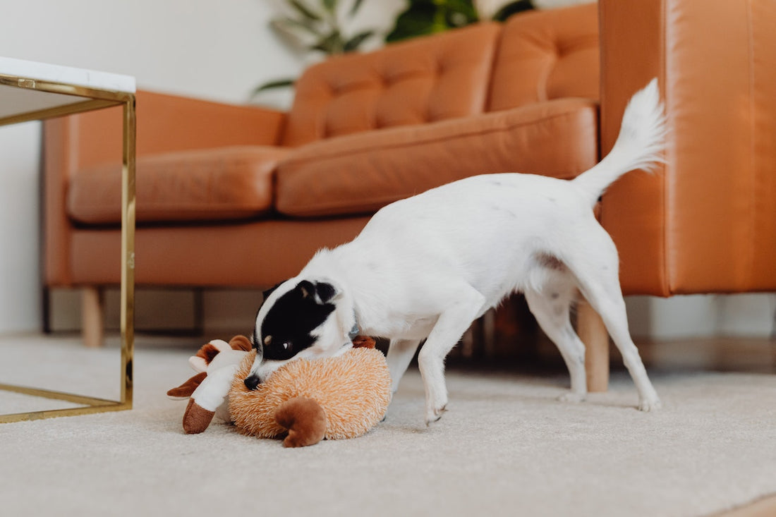 How to Choose the Right Pet Friendly Rugs
